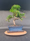Large Podocarpus Macrophyllus | 14-16 years old, 50cm, S Shape