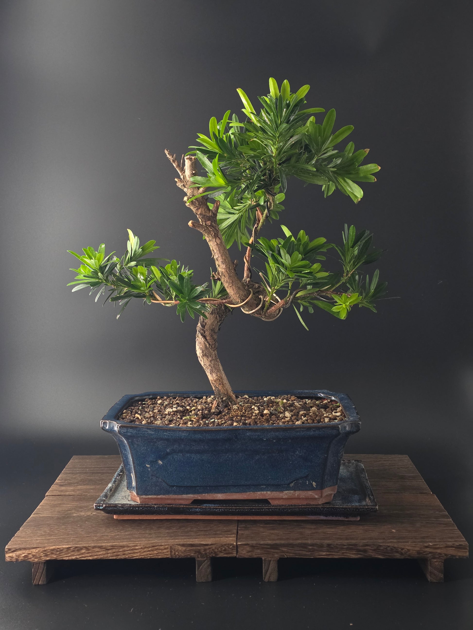 Large podocarpus pine luxurious indoor bonsai in a blue pot