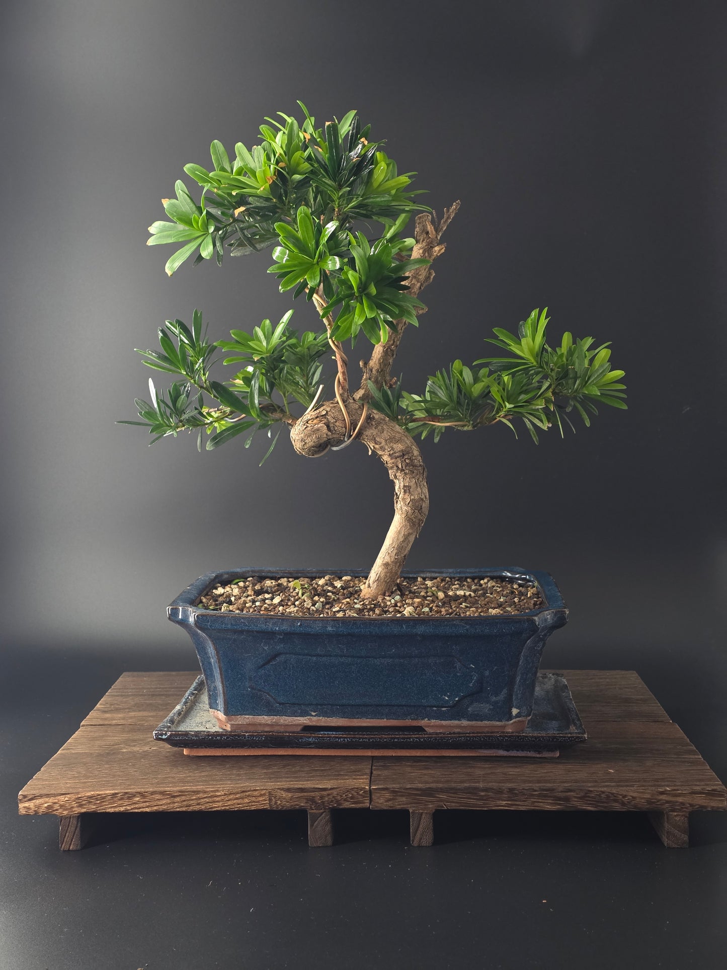 Large podocarpus pine luxurious indoor bonsai back view in a blue pot