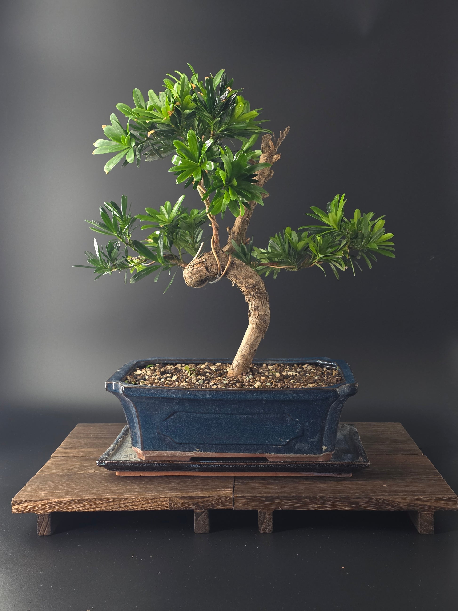 Large podocarpus pine luxurious indoor bonsai back view in a blue pot