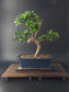 Large podocarpus pine luxurious indoor bonsai back view in a blue pot