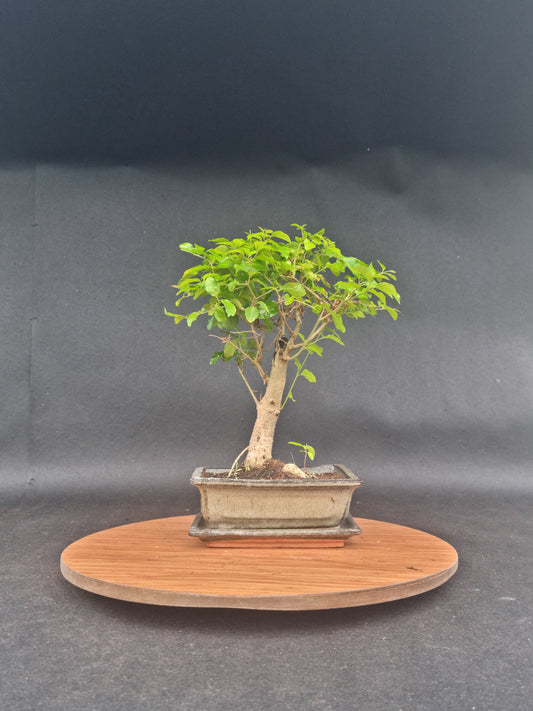 Ligustrum Sinensis Bonsai | 6-8 years old, 30-35cm, Broom