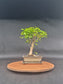 Ligustrum Sinensis Bonsai | 6-8 years old, 30-35cm, Broom