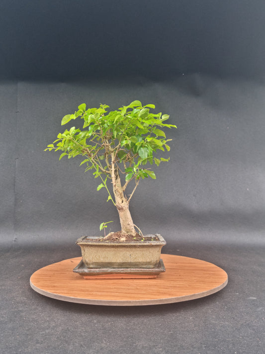 Ligustrum Sinensis Bonsai | 6-8 years old, 30-35cm, Broom