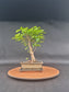 Ligustrum Sinensis Bonsai | 6-8 years old, 30-35cm, Broom