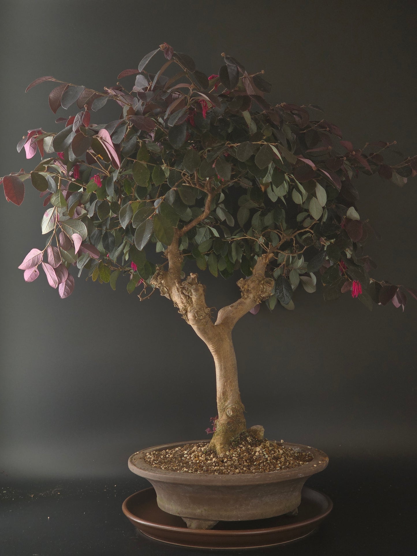 Loropetalum bonsai, 22 years old and 60 cm tall, purple-green leaves in a round brown pot on a matching saucer.