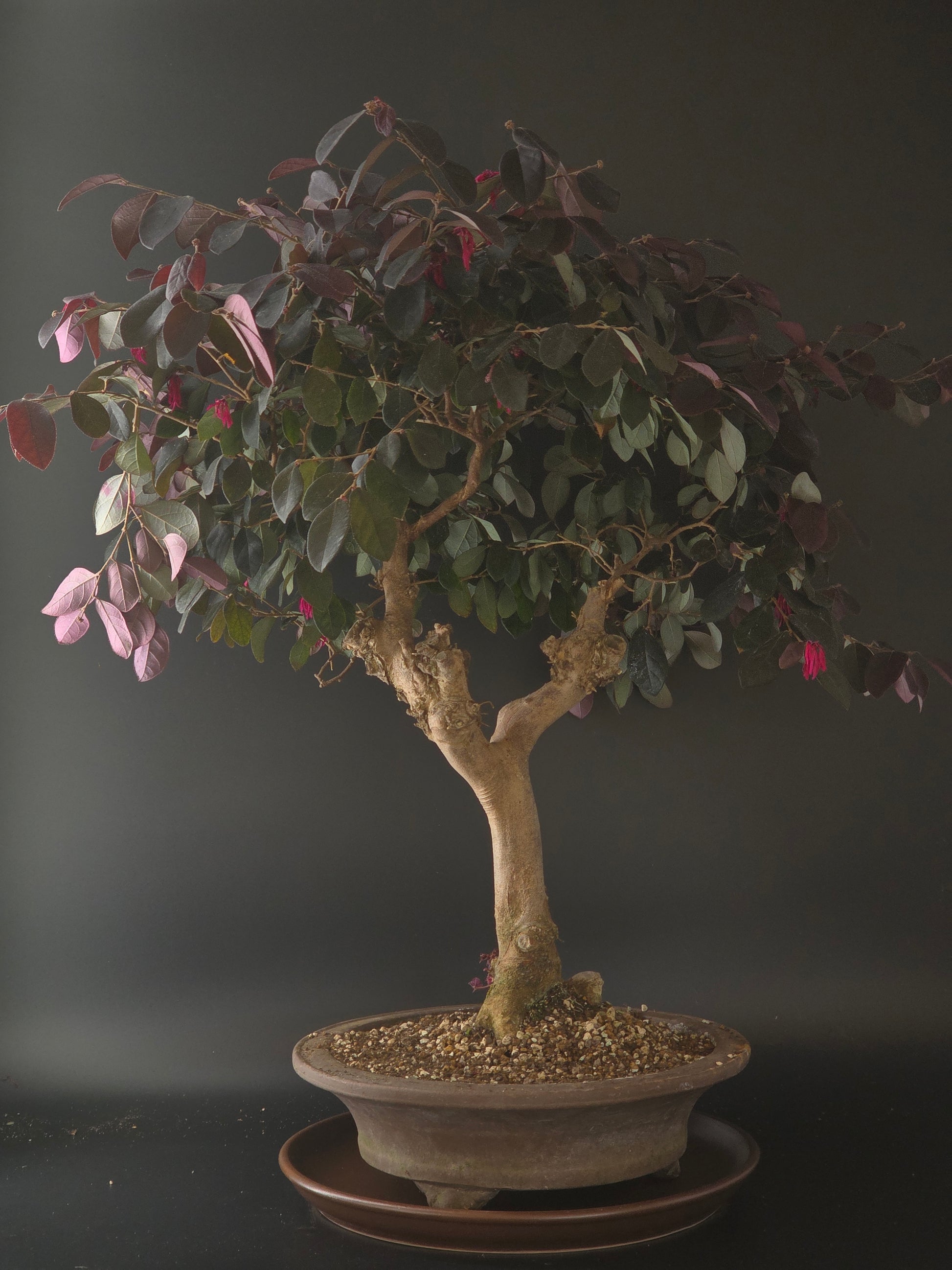Loropetalum bonsai, 22 years old and 60 cm tall, purple-green leaves in a round brown pot on a matching saucer.