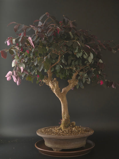 Loropetalum bonsai, 22 years old and 60 cm tall, purple-green leaves in a round brown pot on a matching saucer.