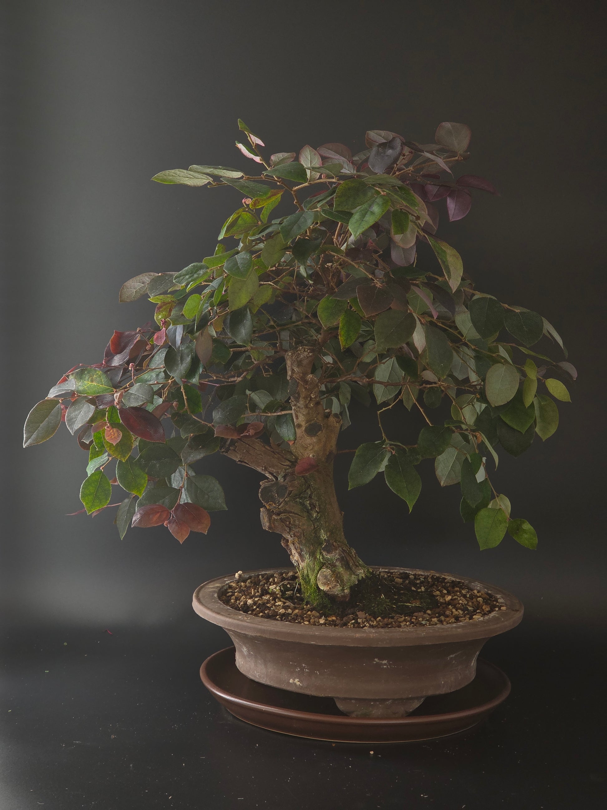 Loropetalum bonsai, 25 years old and 52 cm tall, purple-green leaves in a round brown pot on a matching saucer.