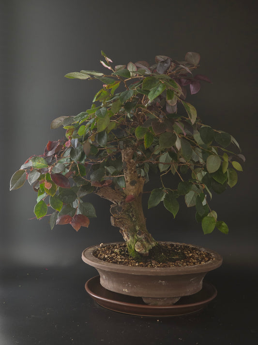 Loropetalum bonsai, 25 years old and 52 cm tall, purple-green leaves in a round brown pot on a matching saucer.