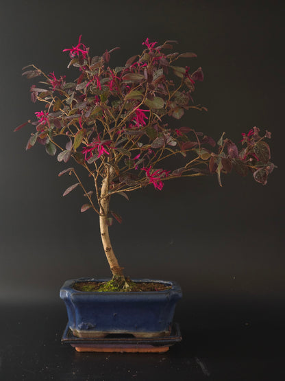 Loropetalum bonsai, 4 years old and 39 cm tall, pink fringe flowers over purple leaves in a blue rectangular pot.