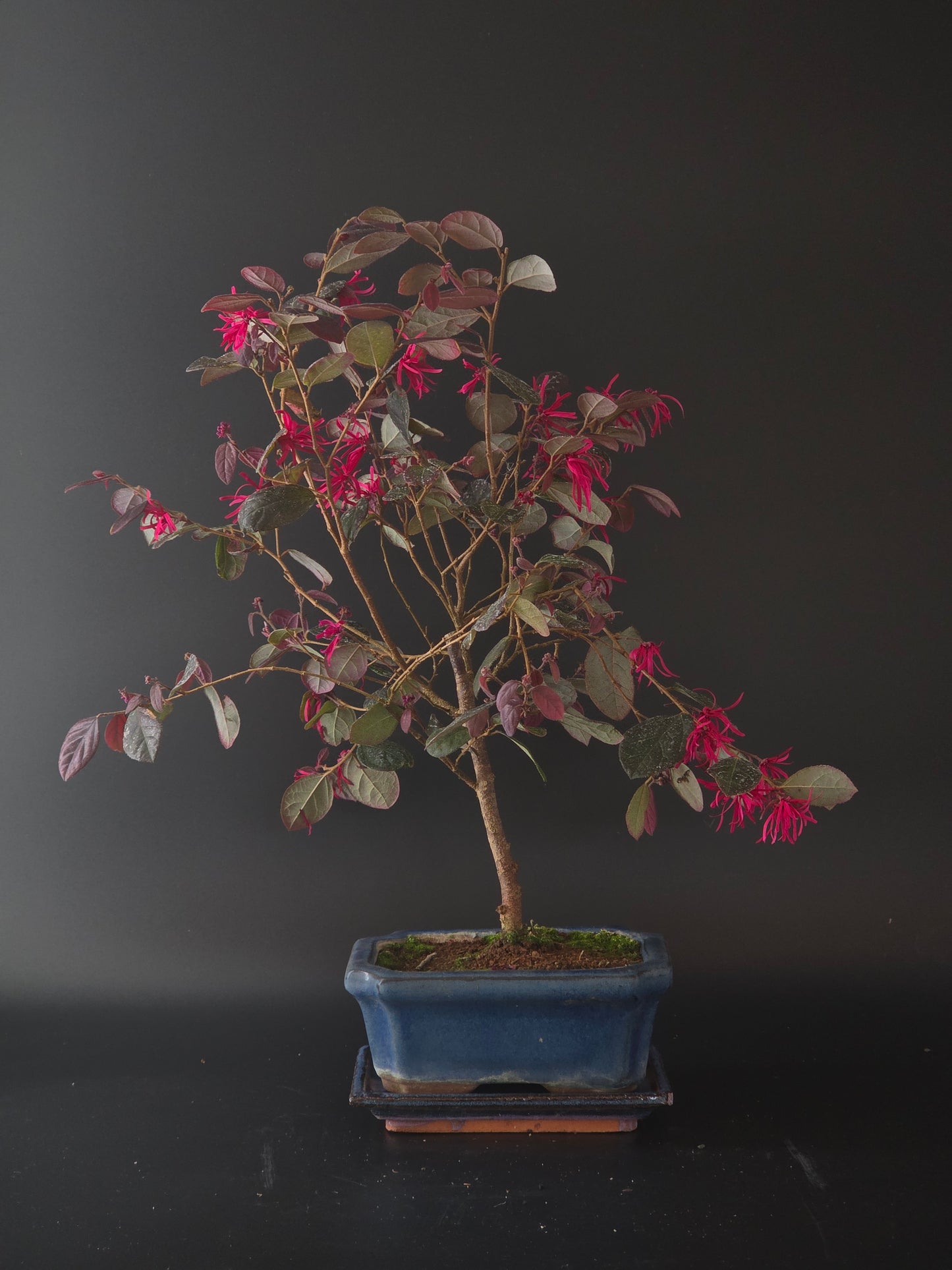 4 year old Loropetalum bonsai, 42 cm tall, with burgundy leaves and pink fringe flowers in a blue pot