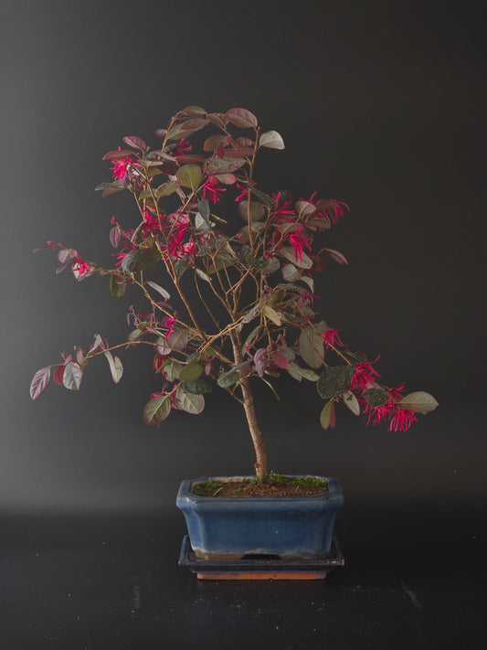 4 year old Loropetalum bonsai, 42 cm tall, with burgundy leaves and pink fringe flowers in a blue pot