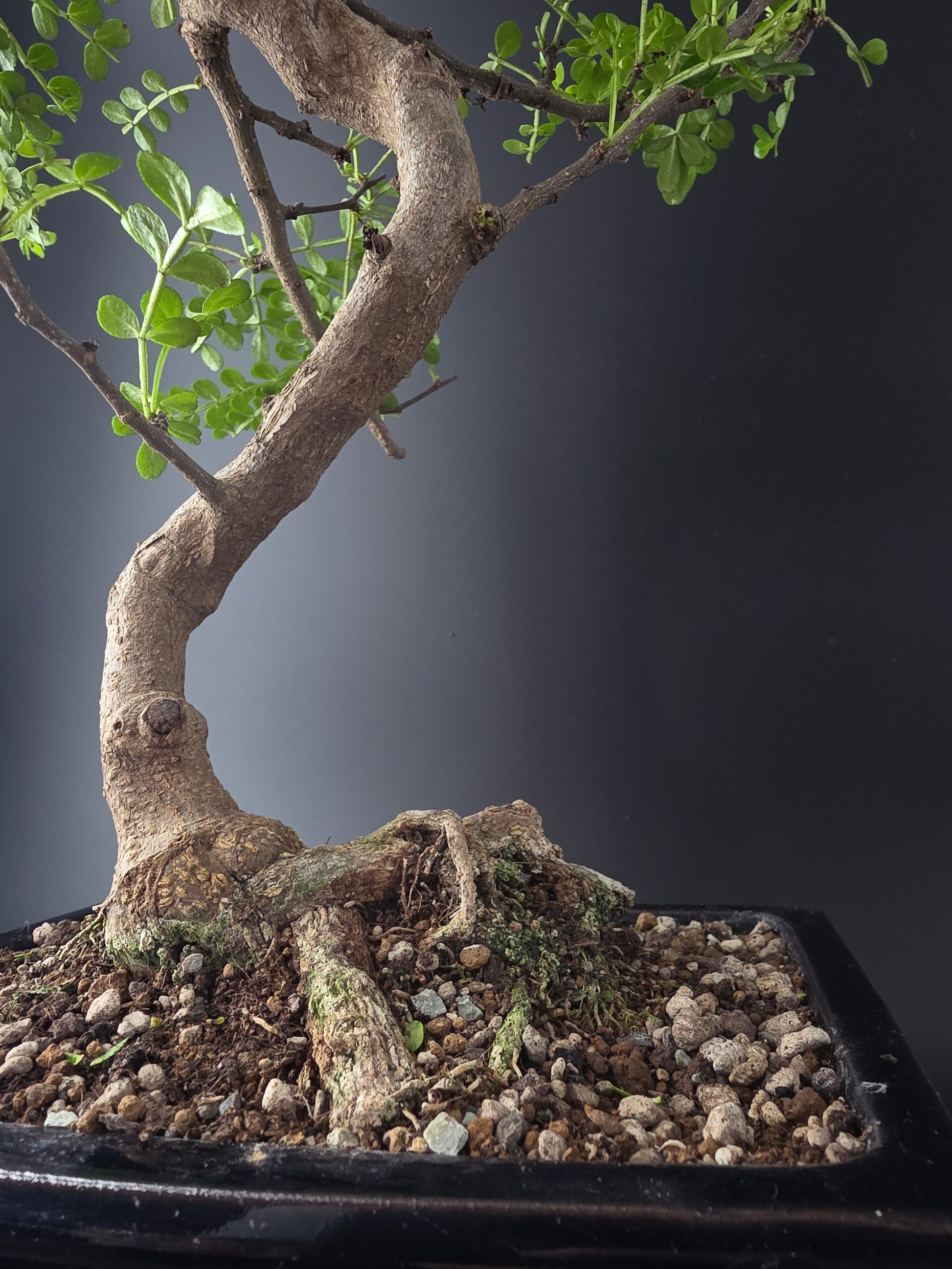 Macro shot of Zanthoxylum bonsai trunk and branches with fine ramification and small thorns
