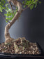 Macro shot of Zanthoxylum bonsai trunk and branches with fine ramification and small thorns