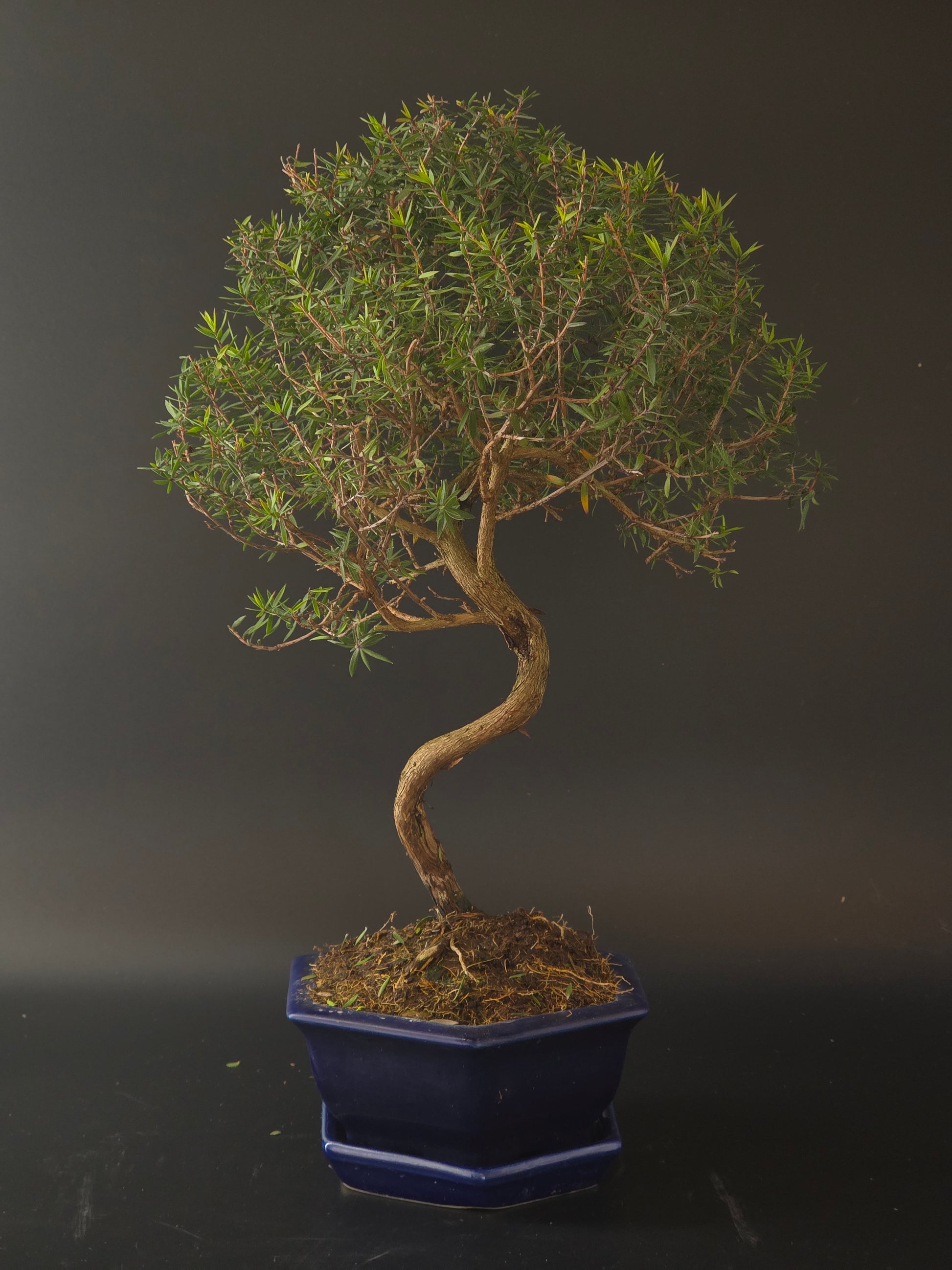 Manuka bonsai, 10 years old and 40 cm tall, twiggy branches in a dark blue hexagonal pot on a matching tray.