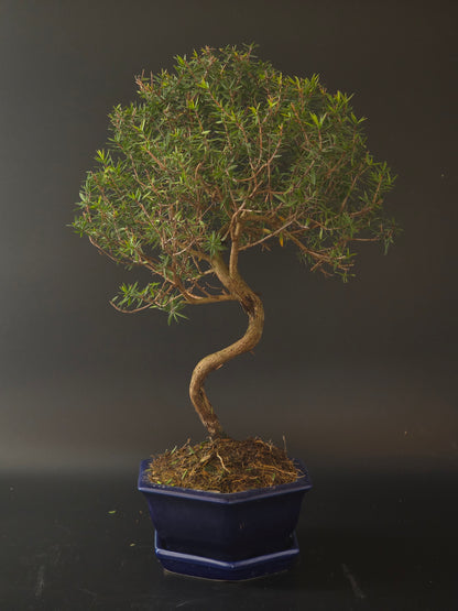 Manuka bonsai, 10 years old and 40 cm tall, twiggy branches in a dark blue hexagonal pot on a matching tray.