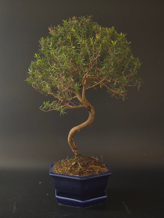 Manuka bonsai, 10 years old and 40 cm tall, twiggy branches in a dark blue hexagonal pot on a matching tray.