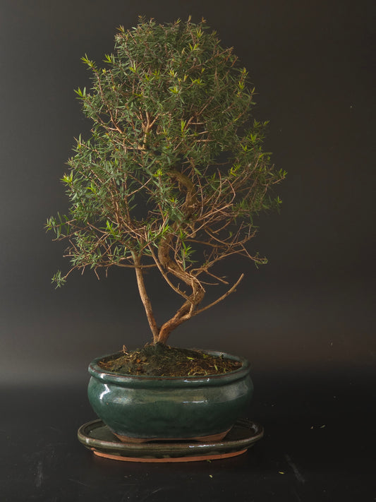 Manuka bonsai, 10 years old and 42 cm tall, twiggy branches with small leaves in a teal glazed round pot on a saucer.