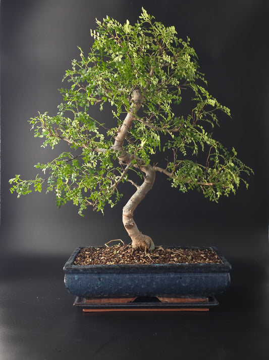 Massive Chinese pepper tree bonsai back side in front of a black background