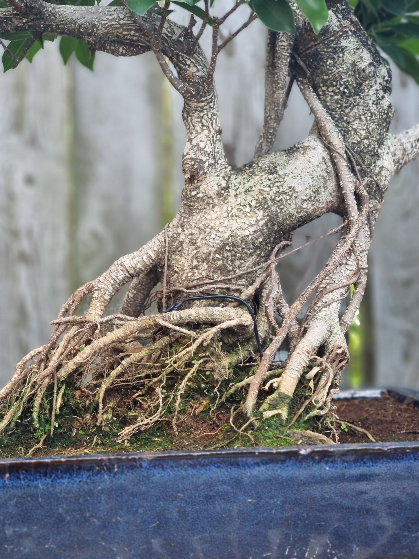 Ficus Retusa Bonsai – 40+ Years Old | Premium Mature Specimen