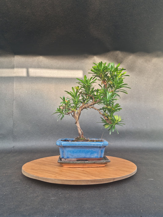 Podocarpus Macrophyllus | 6-8 years old, 35cm, S Shape
