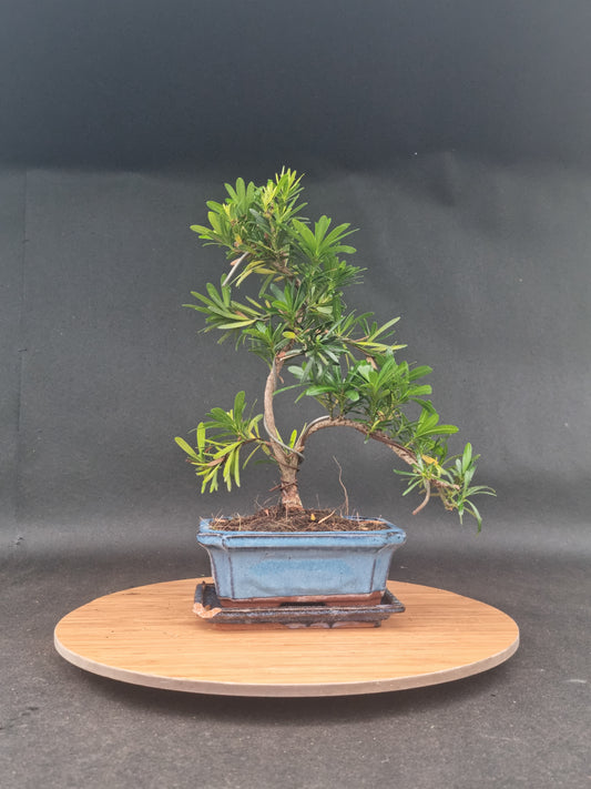 Podocarpus Macrophyllus | 6-8 years old, 35cm, S Shape