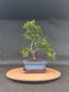 Podocarpus Macrophyllus | 6-8 years old, 35cm, S Shape
