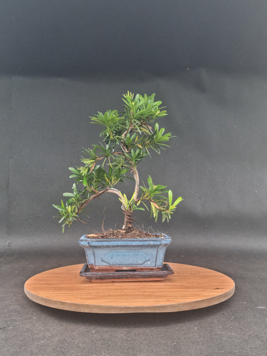Podocarpus Macrophyllus | 6-8 years old, 35cm, S Shape