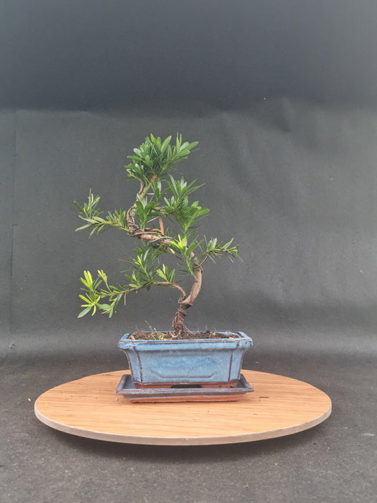 Podocarpus Macrophyllus | 6-8 years old, 35cm, S Shape