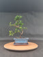 Podocarpus Macrophyllus | 6-8 years old, 35cm, S Shape
