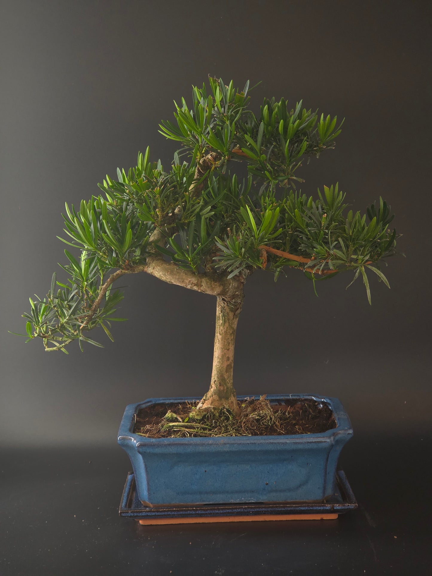 Podocarpus bonsai, 15 years old and 45 cm tall, soft needle-like foliage on a thick trunk in a blue rectangular pot.