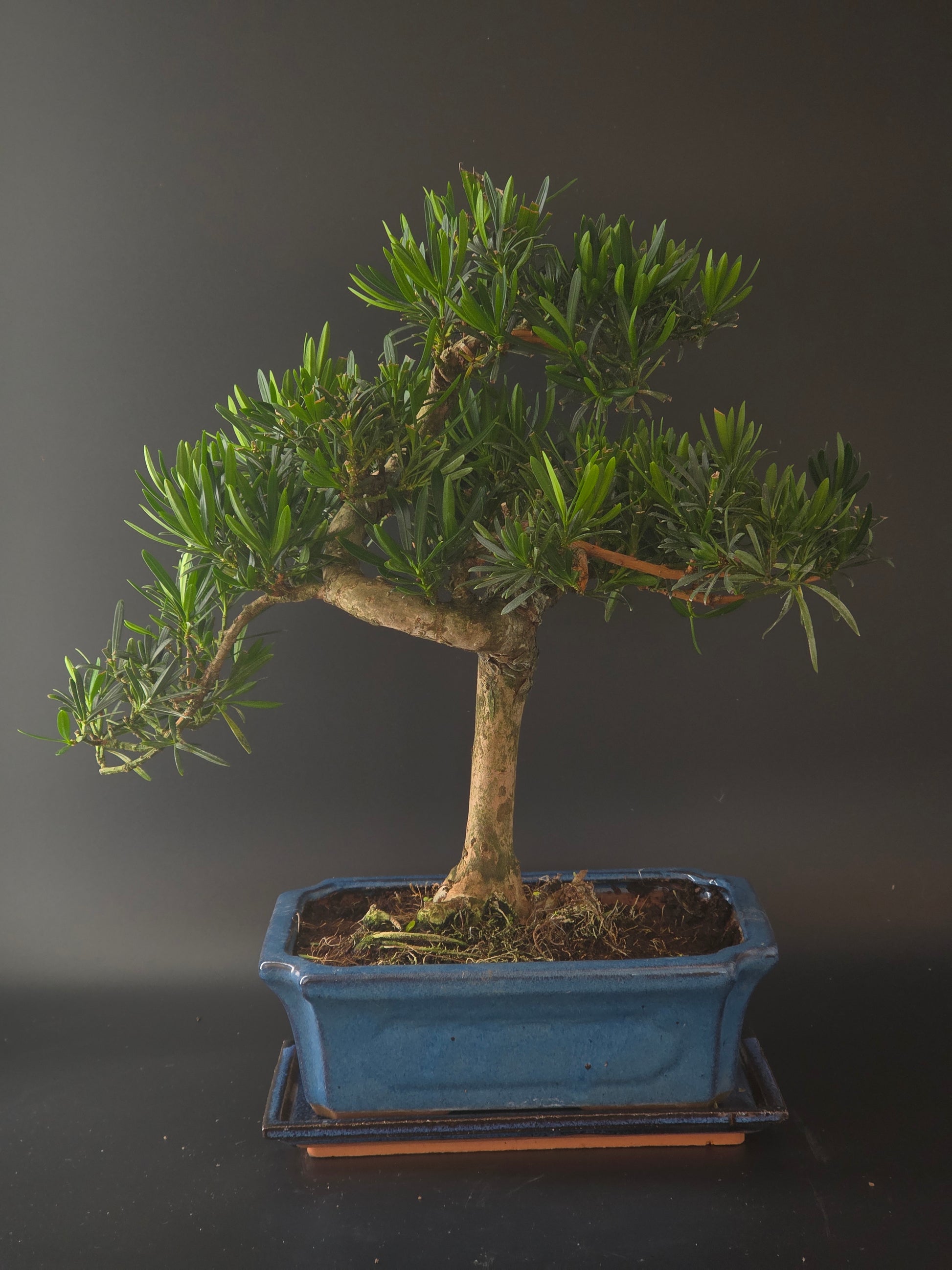 Podocarpus bonsai, 15 years old and 45 cm tall, soft needle-like foliage on a thick trunk in a blue rectangular pot.