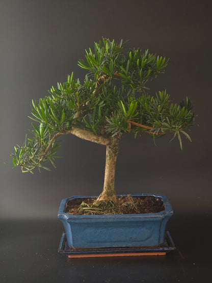 Podocarpus bonsai, 15 years old and 45 cm tall, soft needle-like foliage on a thick trunk in a blue rectangular pot.