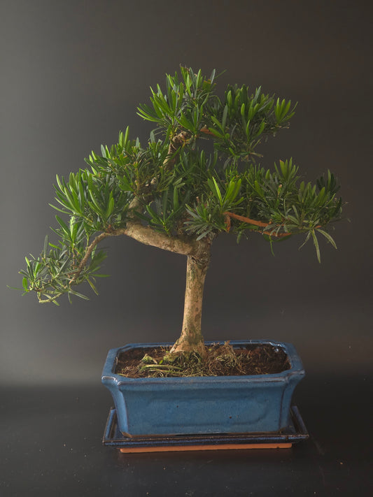 Podocarpus bonsai, 15 years old and 45 cm tall, soft needle-like foliage on a thick trunk in a blue rectangular pot.