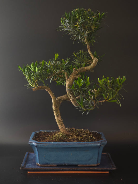 Podocarpus bonsai, 16 years old and 50 cm tall, needle-like foliage in a blue rectangular pot on a tray.
