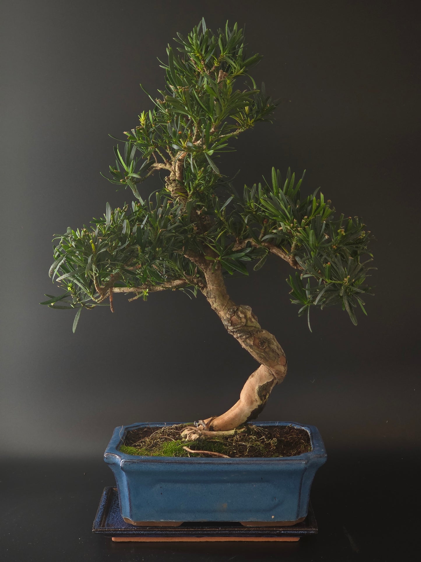 Podocarpus bonsai, 20 years old and 55 cm tall, needle-like foliage in a blue rectangular pot on a tray.