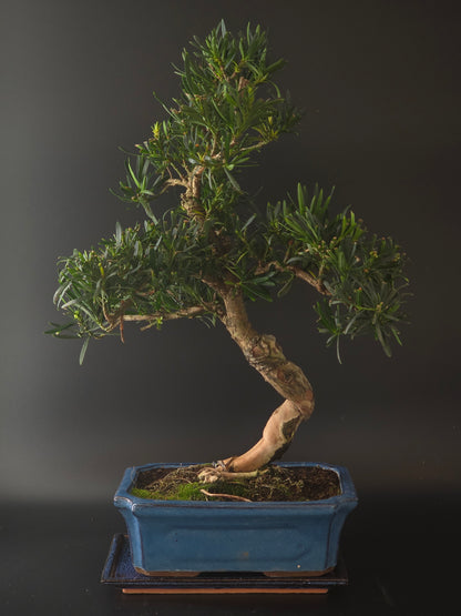 Podocarpus bonsai, 20 years old and 55 cm tall, needle-like foliage in a blue rectangular pot on a tray.