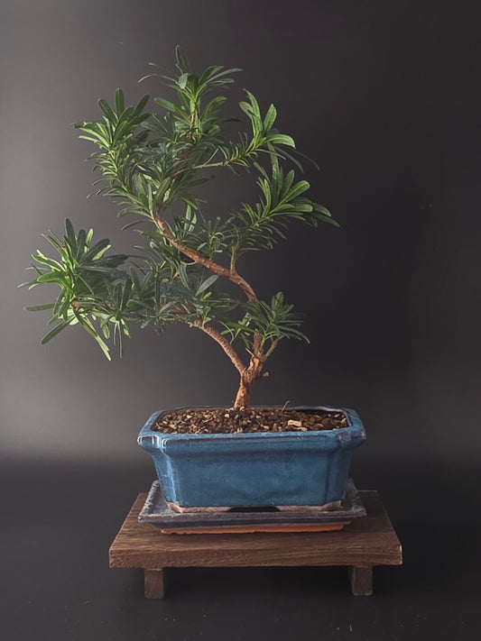 Bonsai tree in a blue pot on a dark background