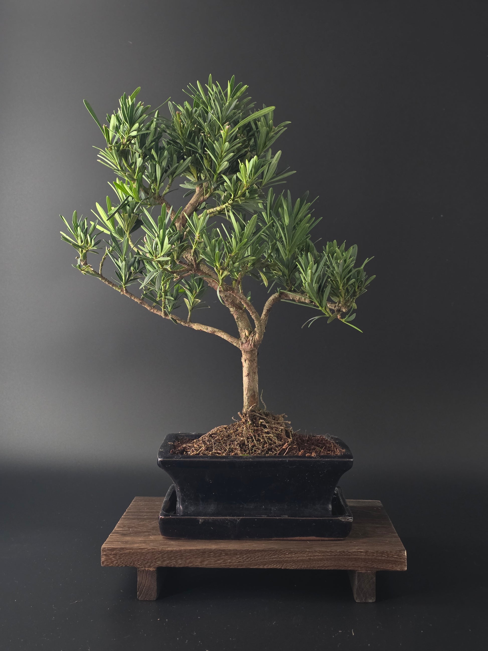back view of Podocarpus macrophyllus bonsai 7-8 years old 35-40 cm highlighting glossy dark green leaves