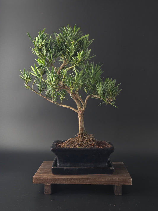 back view of Podocarpus macrophyllus bonsai 7-8 years old 35-40 cm highlighting glossy dark green leaves