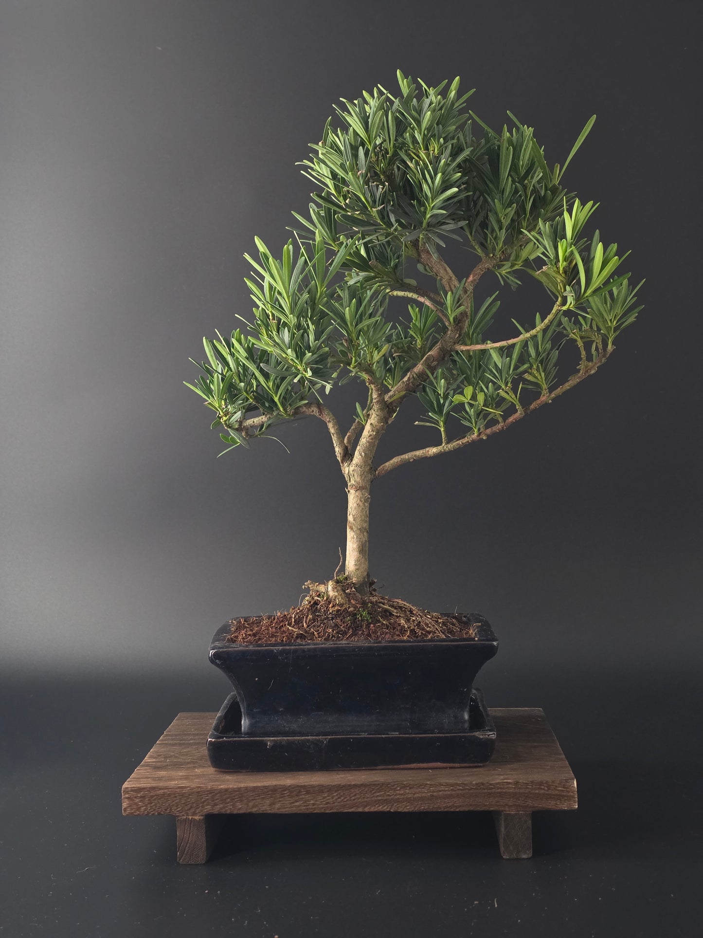 Podocarpus macrophyllus bonsai tree 7-8 years old 35-40 cm Buddhist Pine with glossy needle-like leaves - front view