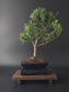 Podocarpus macrophyllus bonsai tree 7-8 years old 35-40 cm Buddhist Pine with glossy needle-like leaves - front view