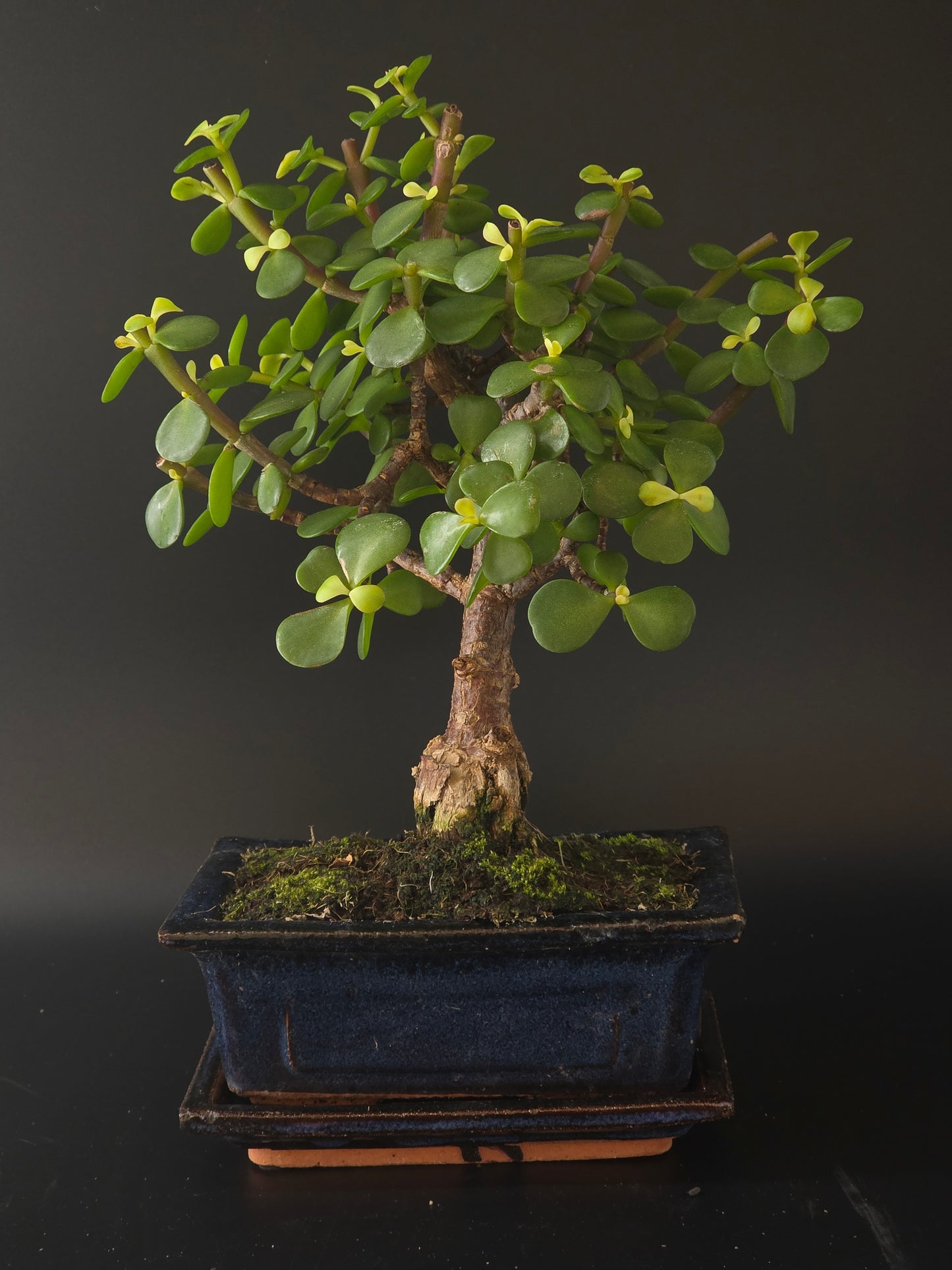 Portulacaria Afra bonsai, 5 years old and 29 cm tall, rounded fleshy leaves in a dark blue rectangular pot on a tray.