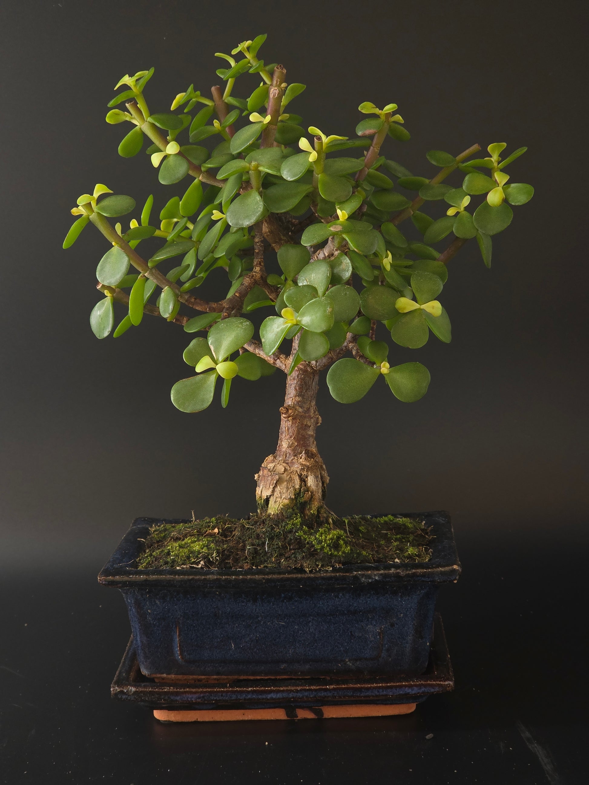 Portulacaria Afra bonsai, 5 years old and 29 cm tall, rounded fleshy leaves in a dark blue rectangular pot on a tray.