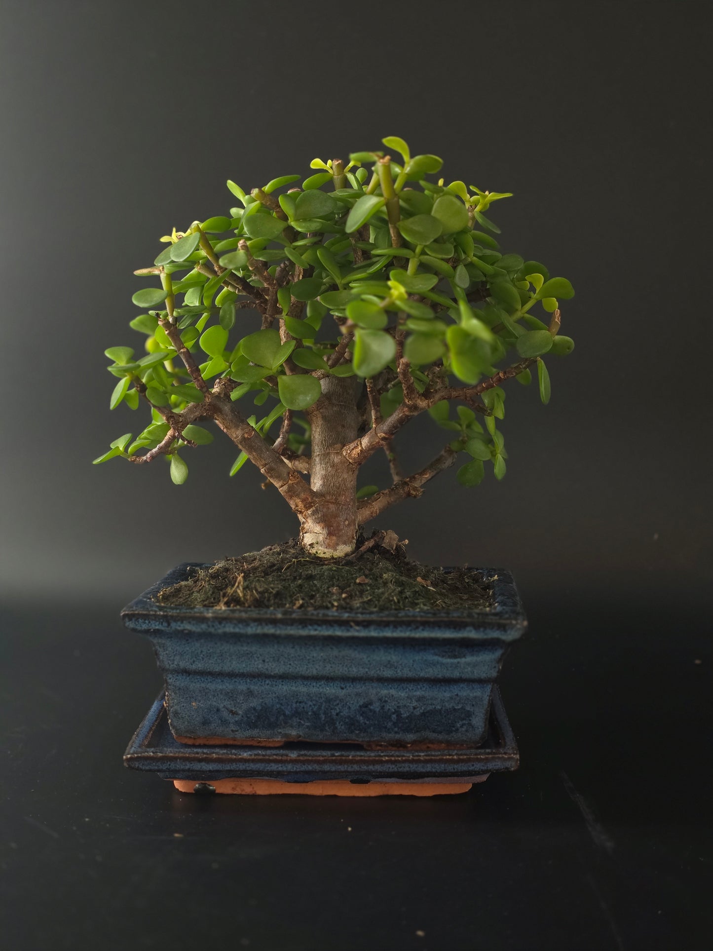Portulacaria Afra bonsai, 6 years old and 25 cm tall, rounded fleshy leaves in a dark blue rectangular pot on a tray.
