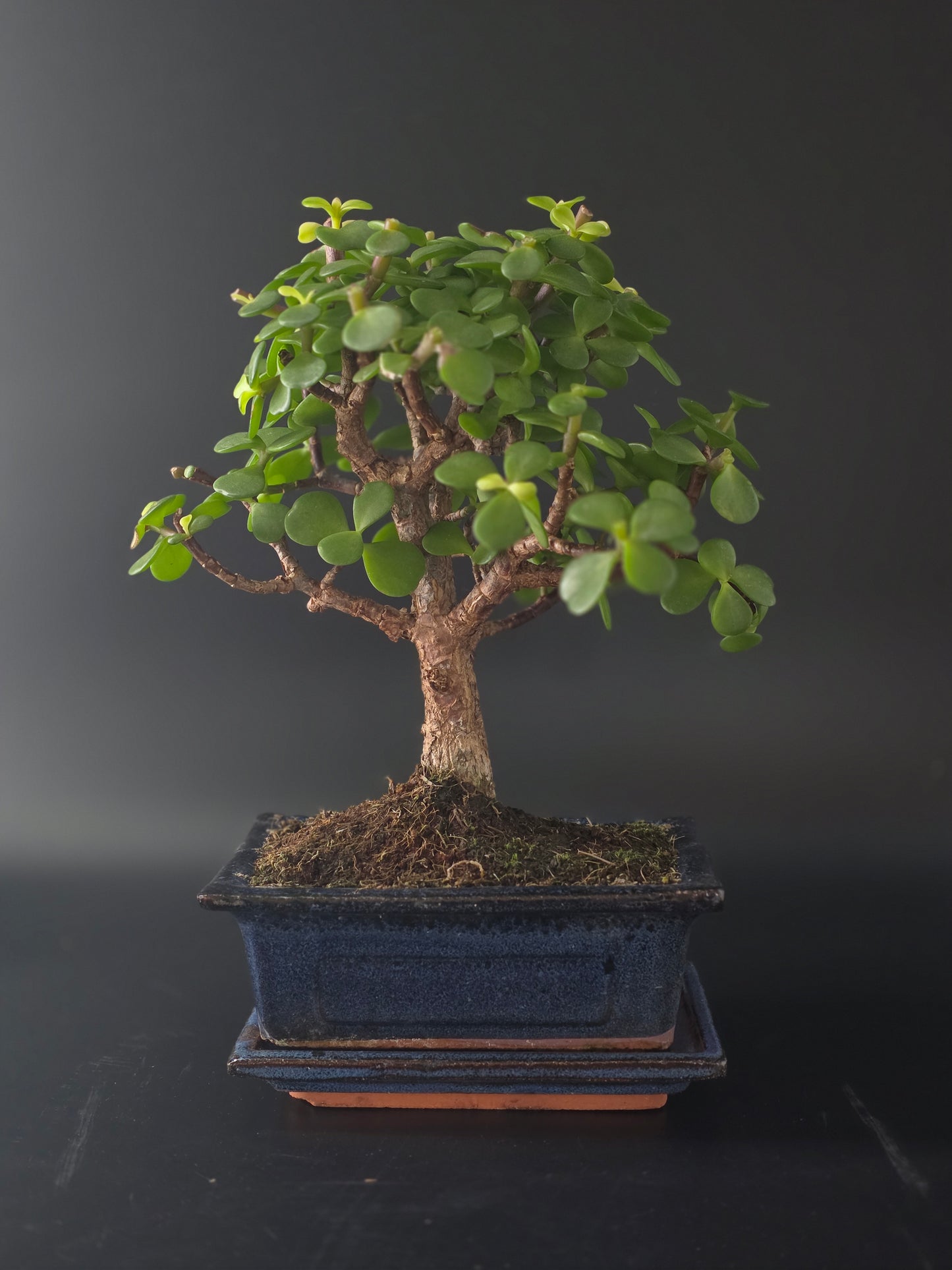Portulacaria Afra bonsai, 6 years old and 28 cm tall, rounded fleshy leaves in a dark blue rectangular pot on a tray.
