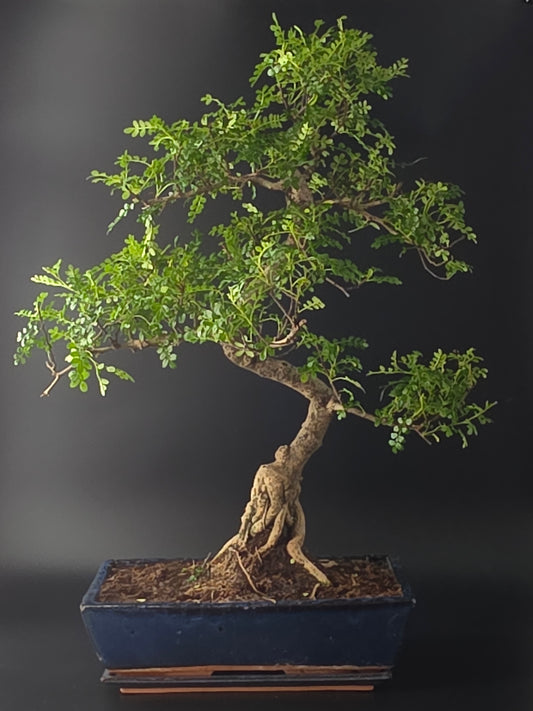 Premium Zanthoxylum ancient bonsai with twisted trunk and nebari