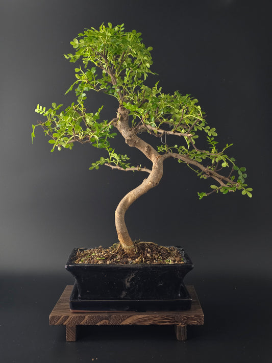 Premium Zanthoxylum bonsai tree in copenhagen back side