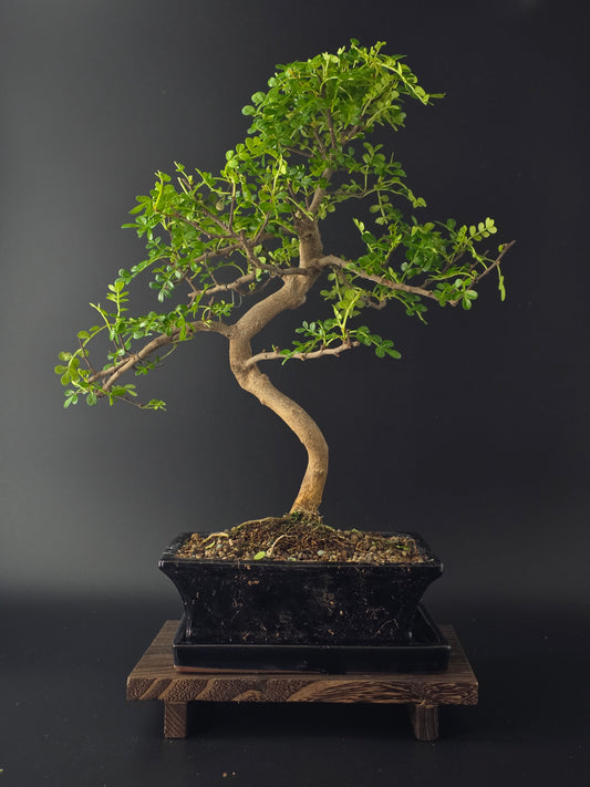 Premium Zanthoxylum bonsai tree in copenhagen